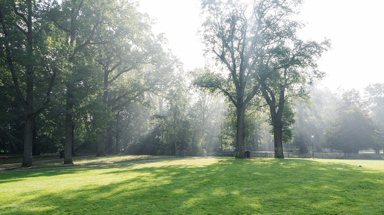 Haarlemmerhout